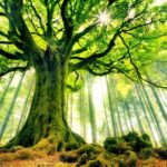 Journée de Constellations Familiales